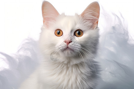 萌萌的白猫图片