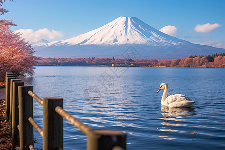 富士山与白天鹅美丽的富士山背景