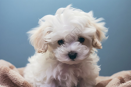 可爱蓬松的小白狗图片