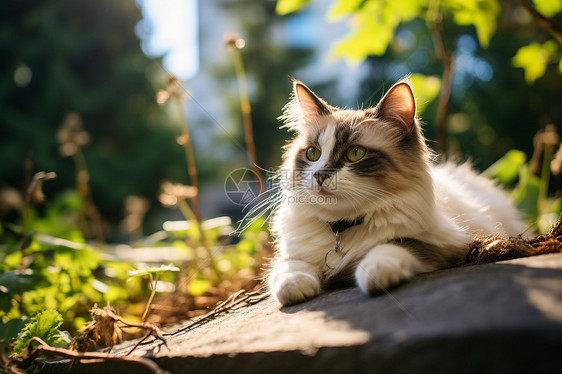 夏日树阴下的猫咪图片