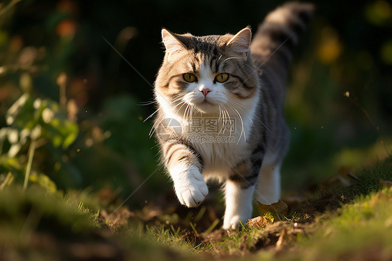 猫咪在草丛中奔跑图片