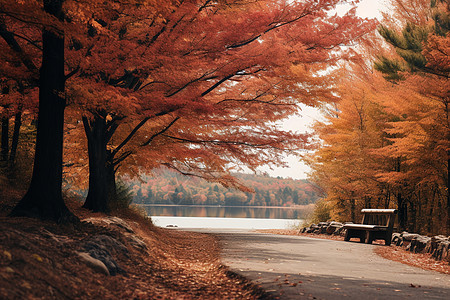 秋日林间的长凳图片