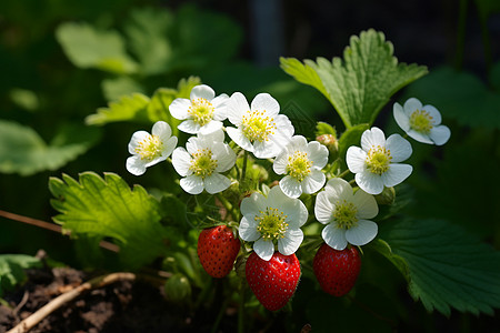 果园里的草莓图片