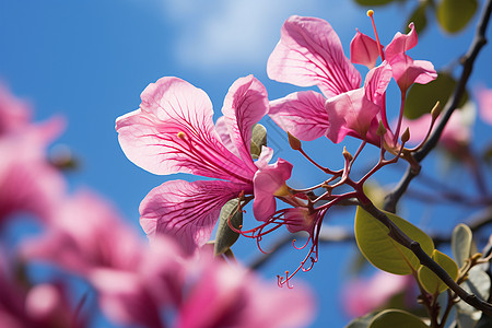 粉色花朵绽放于树枝上图片