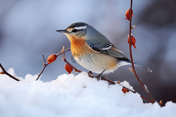 积雪上的小鸟图片