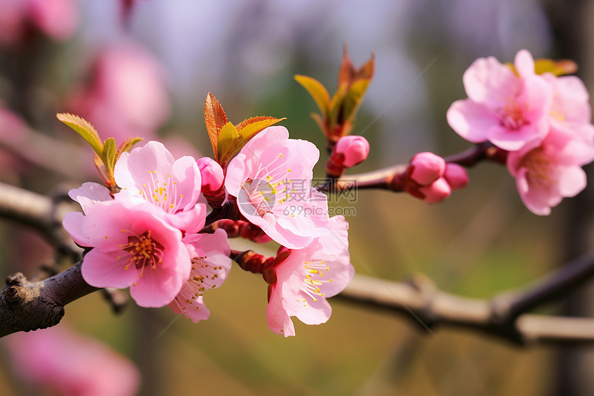 粉色花开春天的树图片