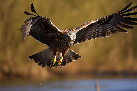 飞过湖泊的老鹰背景图片