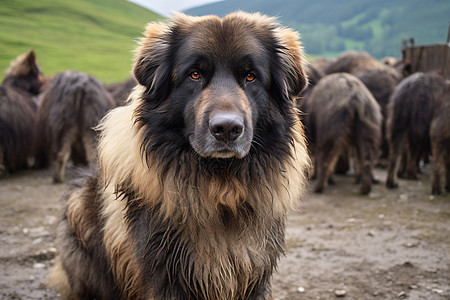 尽职的牧羊犬图片