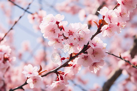 树枝上的美丽樱花图片