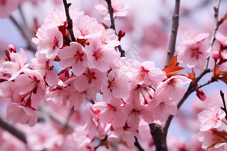 樱花盛放的季节图片