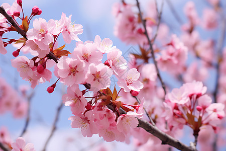 粉色花卉背景粉色樱花在树枝绽放背景