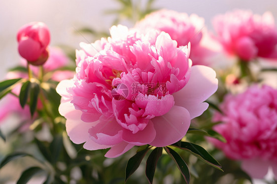 粉色花朵的美丽图片