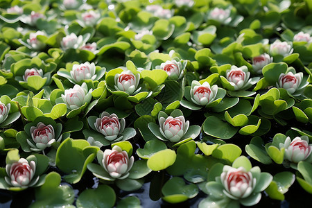 水生多肉植物图片