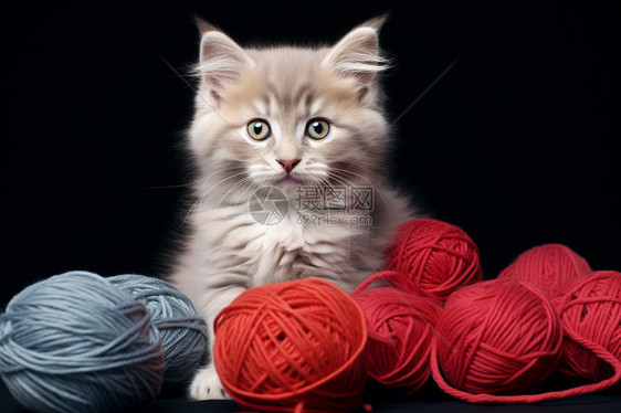 宠物小猫和毛线球图片