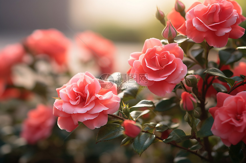 盛开娇艳的玫瑰花图片