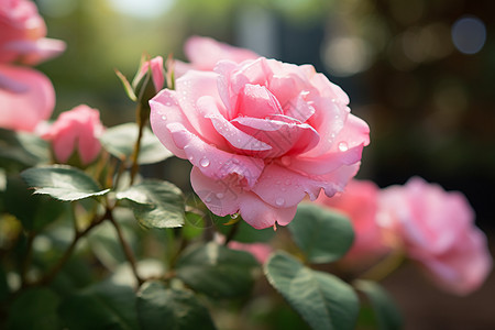 水珠缀满的粉色玫瑰图片