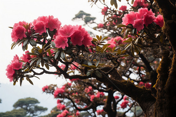 树上的鲜花图片