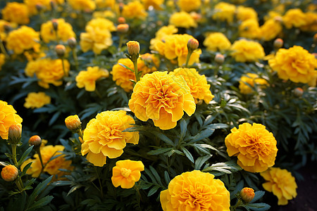 黄色花田的花海图片