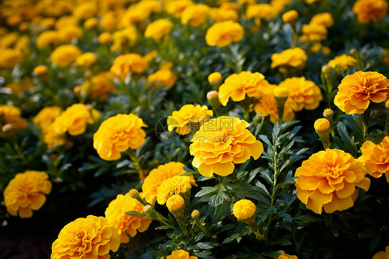 金盏花田夏日花朵图片