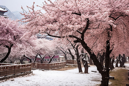 雪域中的冬日公园图片