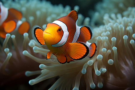 珊瑚中的小丑鱼图片