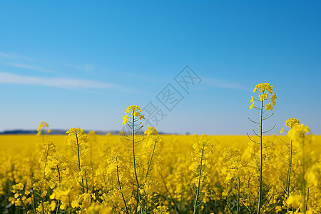 开花馒头金黄色的田野背景