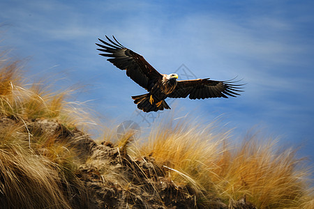 草地上飞翔的鹰图片