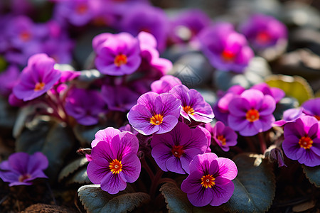 紫色花朵的自然图片