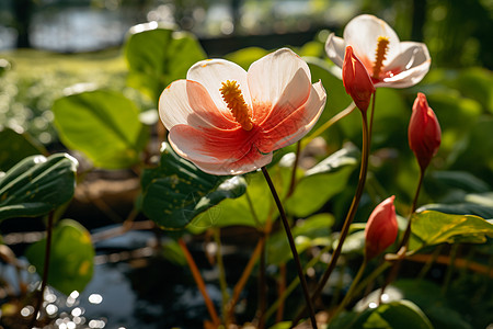 夏日盛开花朵图片