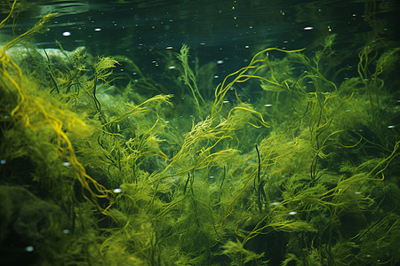 水下的海藻图片