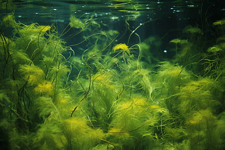 水中的绿色浮游生物高清图片