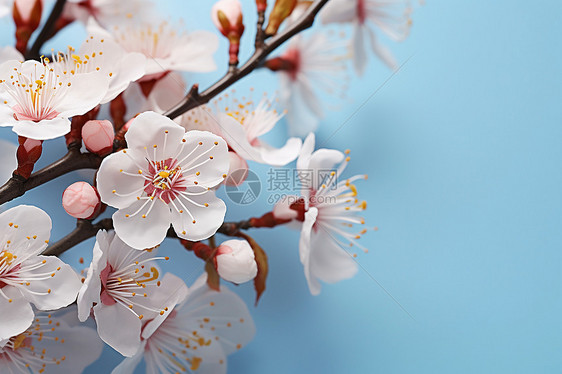 樱花树下的白花瓣图片