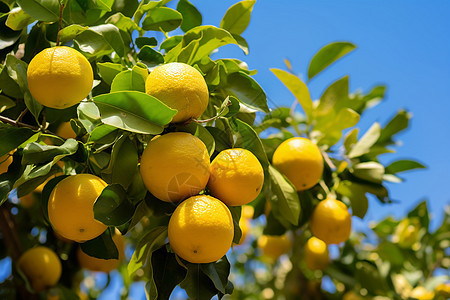 果园的柠檬图片