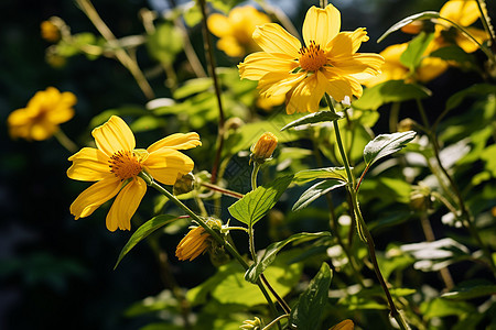 自然的黄花丛图片