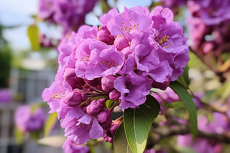 美丽紫色花朵背景图片