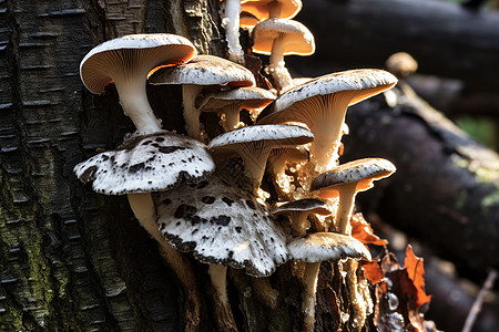 野生的蘑菇背景图片