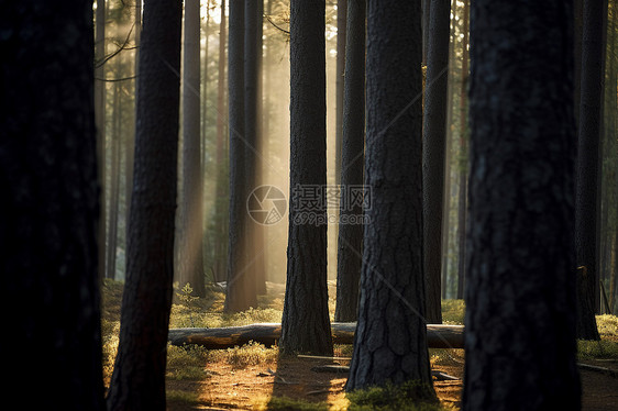 朝阳下的松树林图片