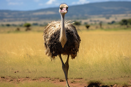 非洲大草原上的鸵鸟图片