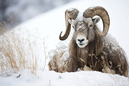 雪中的山羊图片