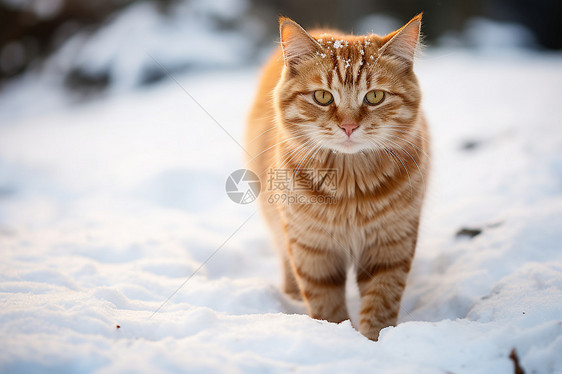 雪地中漫步的橘色小猫图片