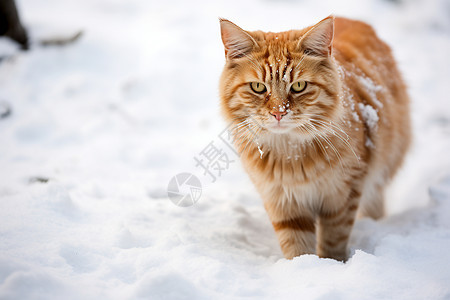 寒冷雪地中的小猫图片