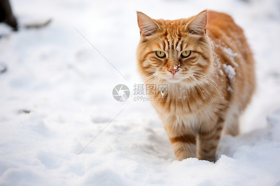 寒冷雪地中的小猫图片