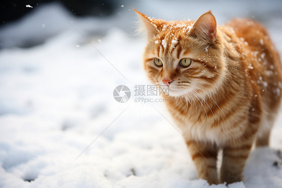 冬季雪地中的橘色小猫图片