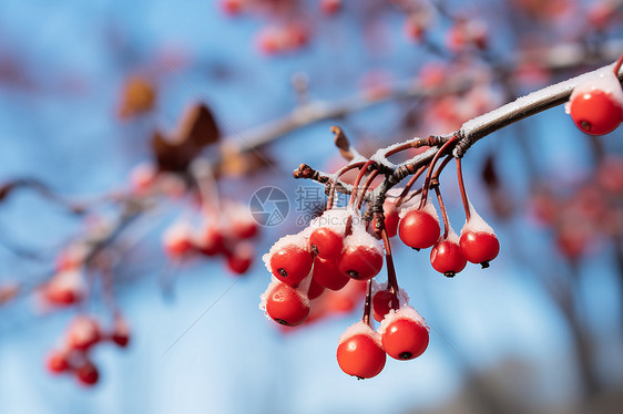 雪后枝头的红色浆果图片