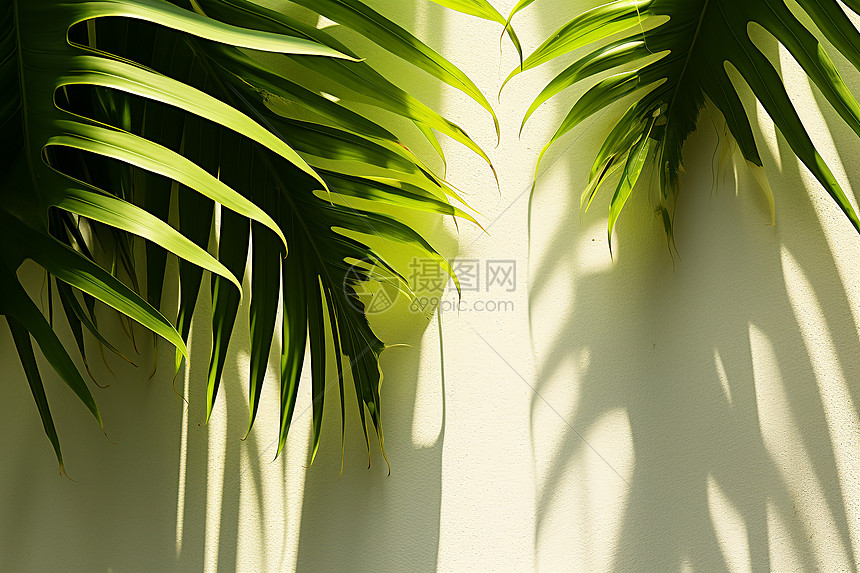 墙壁上棕榈叶的阴影图片