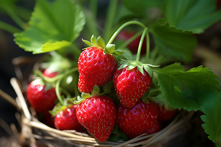 农场中等待采摘的草莓图片