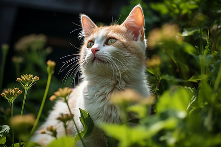 草地中可爱呆萌的小猫图片