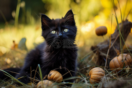 黑色小猫在草地上图片