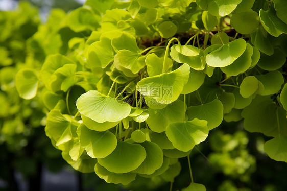 夏日的植物图片