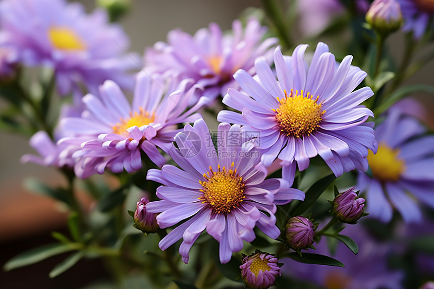 花丛中美丽的紫色菊花图片